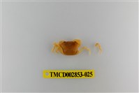 藏品(太魯閣澤蟹)的圖片